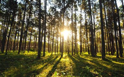 Inversores Forestales