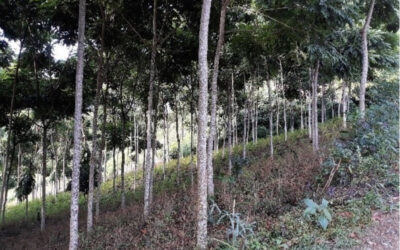 La ABT otorgó el primer registro de plantación forestal en el municipio de La Asunta