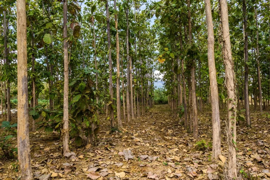 Cómo invertir en proyectos forestales ayuda a combatir el cambio climático?